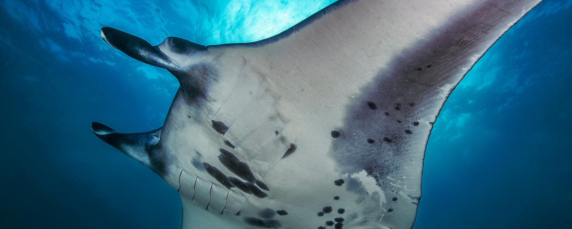 拯救马拉图亚岛的珊瑚蝠鲼