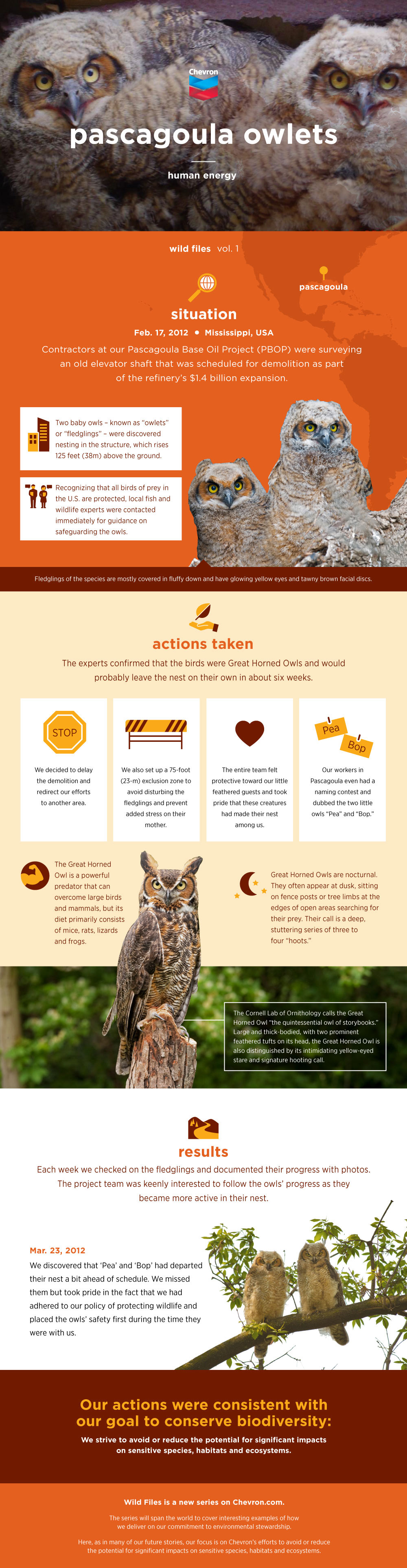 野生文件帕斯卡古拉猫头鹰