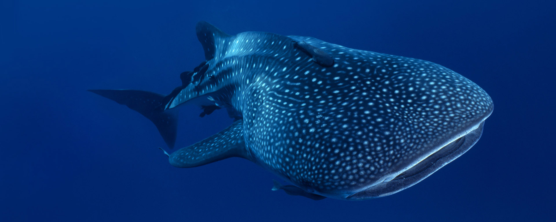鲸鲨